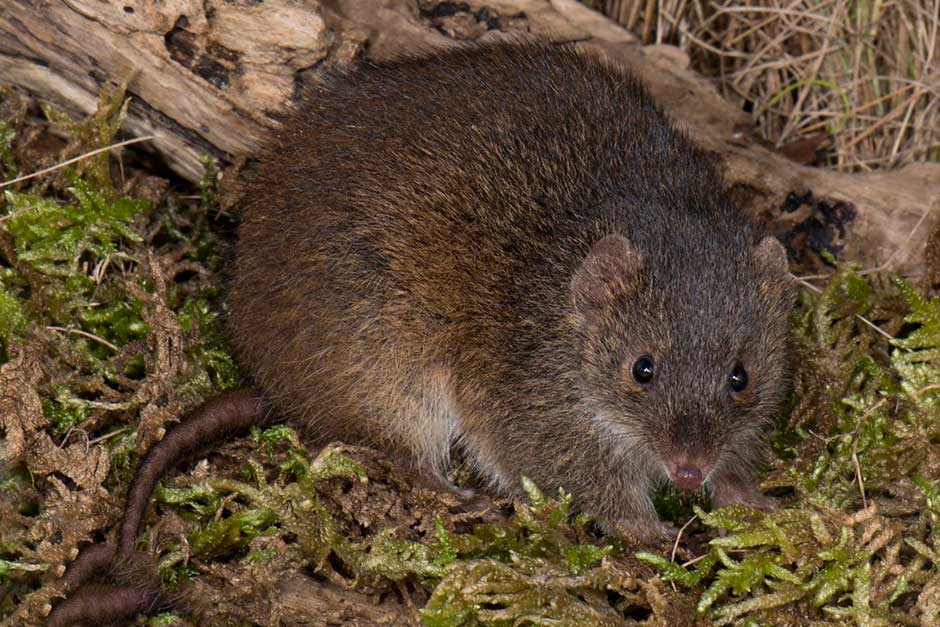 Австралийская болотная крыса (Rattus lutreolus)